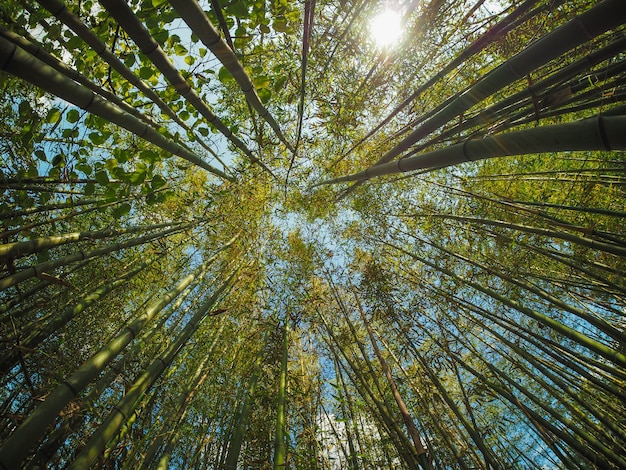 竹の木（タケ亜科）