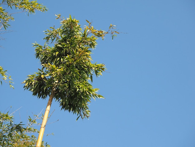 Bamboo tree over blue sky with copy space