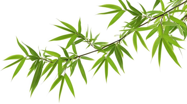 bamboo tree branch isolated on white background