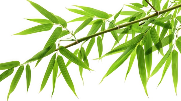 bamboo tree branch isolated on white background