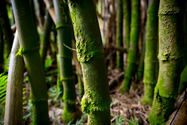 Bamboo tree forest close up