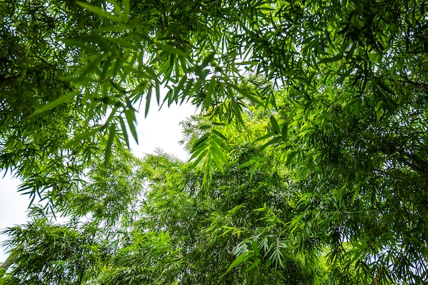 Бамбуковое дерево в саду с видом снизу или под углом.