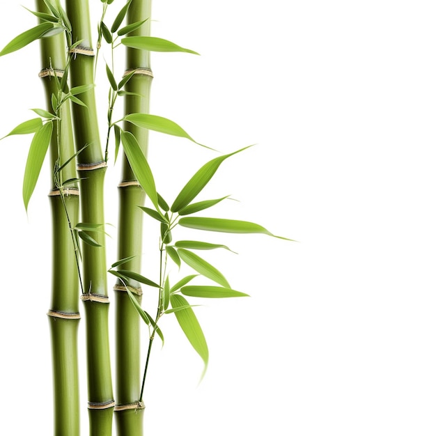 Bamboo tree leaf plant stem and stick 3d bamboo tree Ai Generative