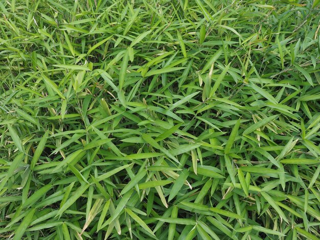 Bamboo tree leaves background