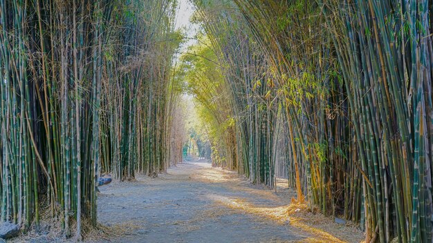 Bamboo tree leaves in green natural forest with sunlight