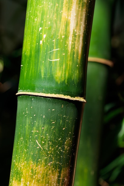 Photo bamboo tree and leaves nature forest