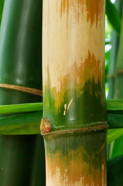 Bamboo tree and leaves nature forest