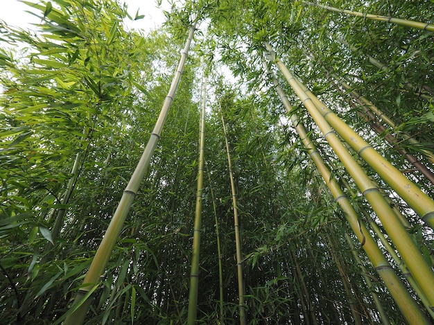 Перспектива бамбукового дерева