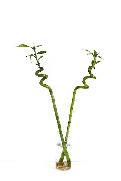 Foto pianta di bambù che cresce albero di bambù in vaso come pianta ornamentale primo piano dell'albero di bambù a casa