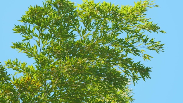 空の背景にある竹の木春の竹の林青い空の背景にある緑の竹の葉