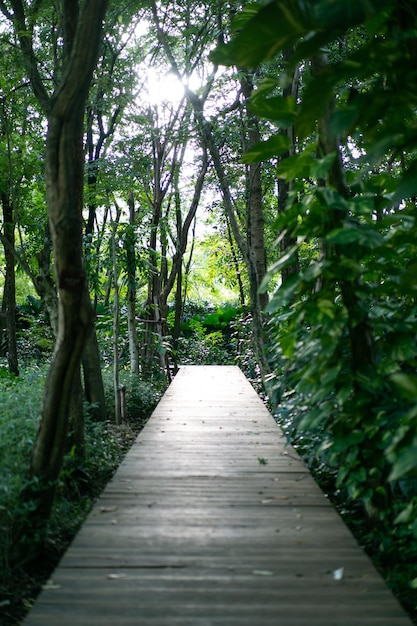写真 葉の間にキラキラ光と森の中の木製のヴィンテージの散歩道と竹の木