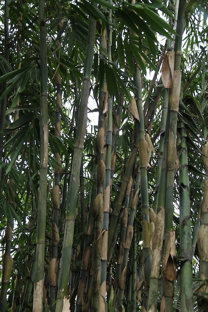 bamboo tree