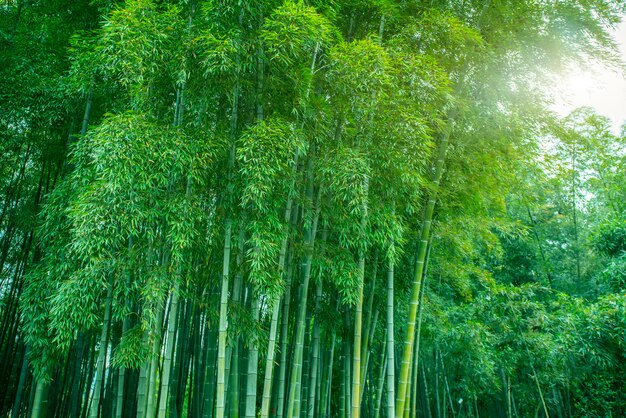 bamboo trees forest foliage