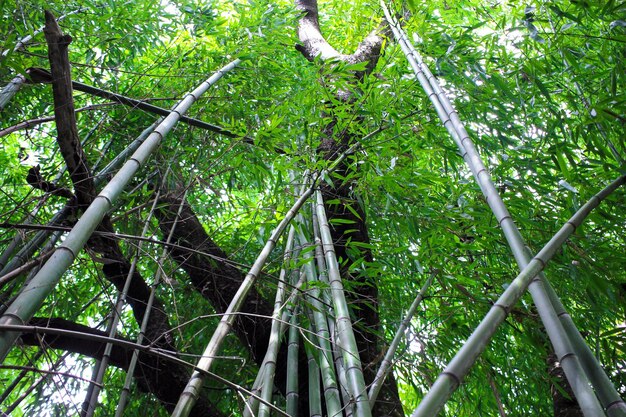 Бамбуковые деревья в лесу зеленый естественный фон