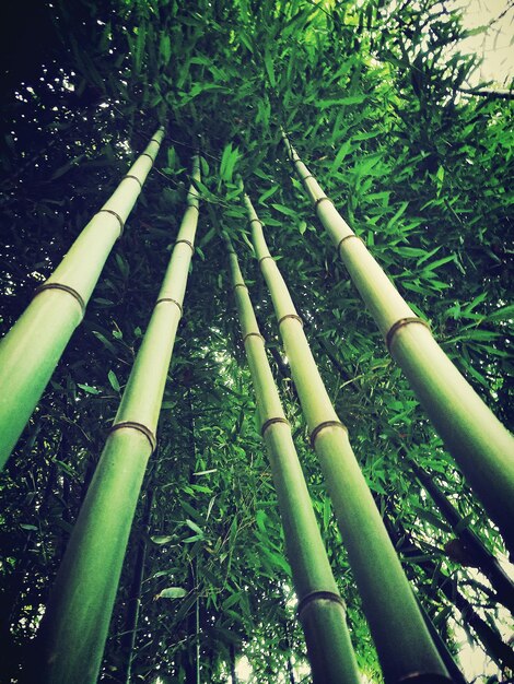 Bamboo trees in forest