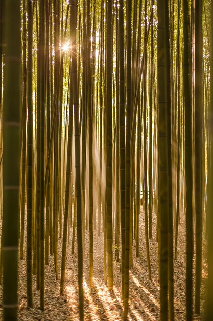 Foto alberi di bambù nella foresta