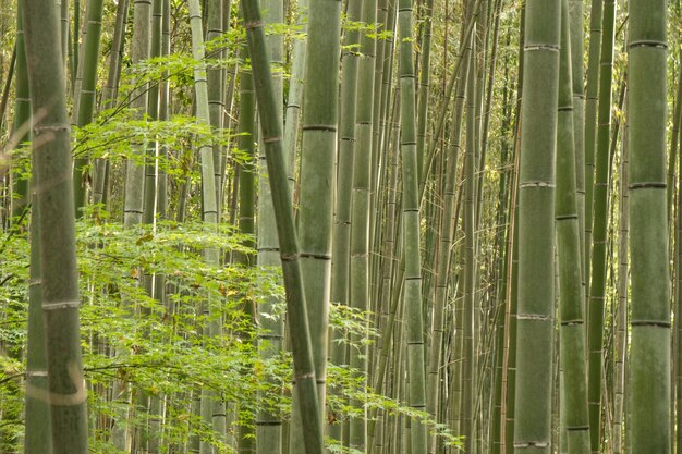 Bamboo trees in forest