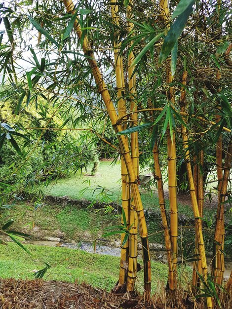 Bamboo trees in forest