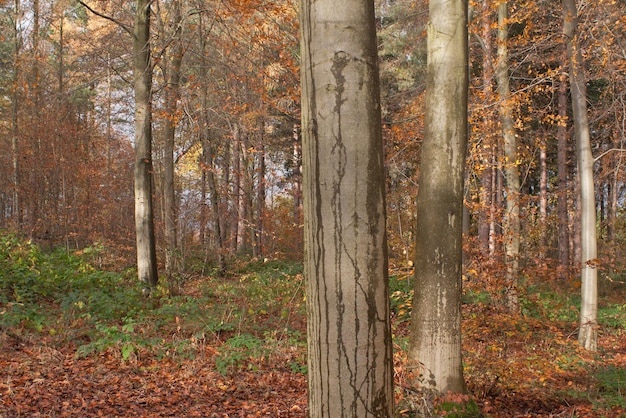 Foto alberi di bambù nella foresta