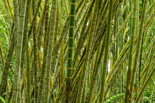 Alberi di bambù che crescono in una foresta tropicale colombia sud america stock foto