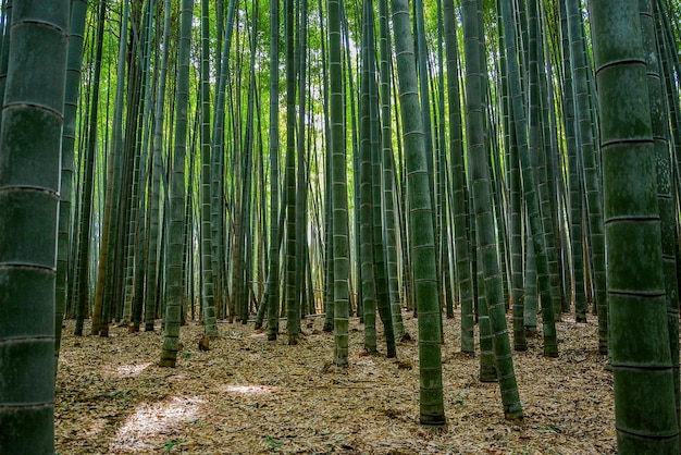 写真 森の竹の木