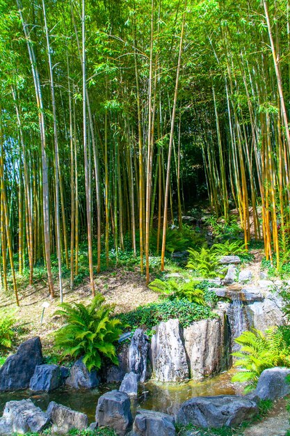 Bamboo trees in the japanese garden into the botanivcal garden of villa carlotta in lombardy italy