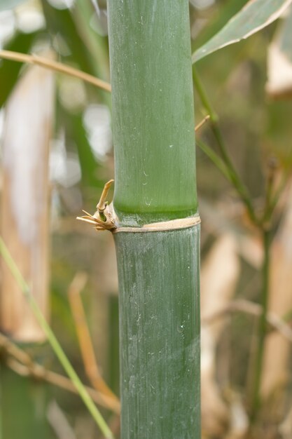 Bamboo trees.