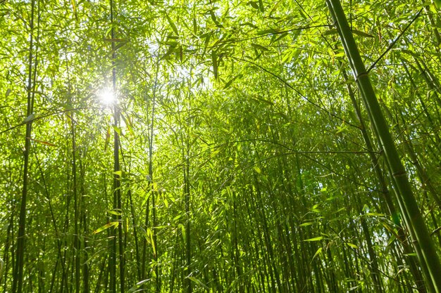 Bamboo trees