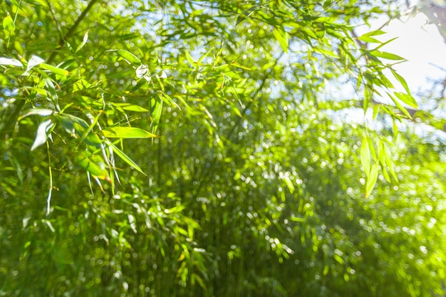 Bamboo trees