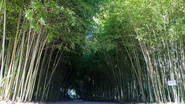 Bamboo tunnel in Arboretum of Sukhum, Abkhazia.