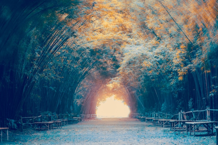 Photo bamboo tunnel at nakhon nayok,thailand