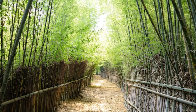 Bamboo Tunnel Reforestation for sustainable development