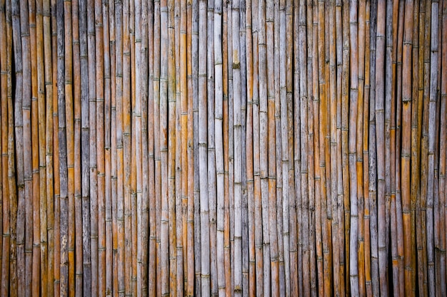 Photo bamboo  vertical