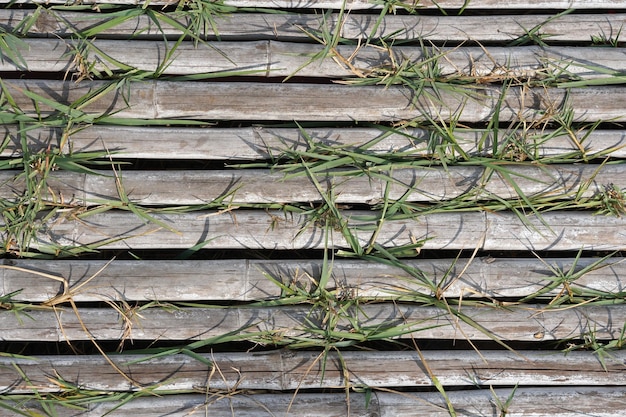 Bamboo walkway in the garden