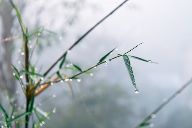 Bambù e gocce d'acqua tra la nebbia