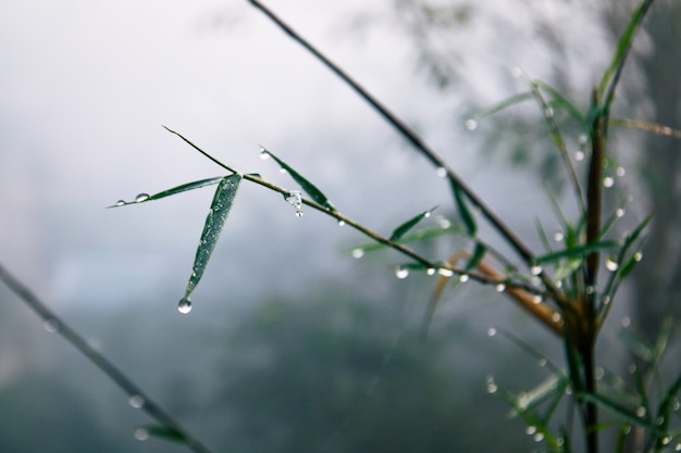 霧の中の竹と水滴