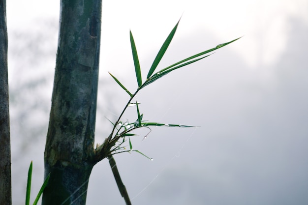 Bamboo and water drops  among mist