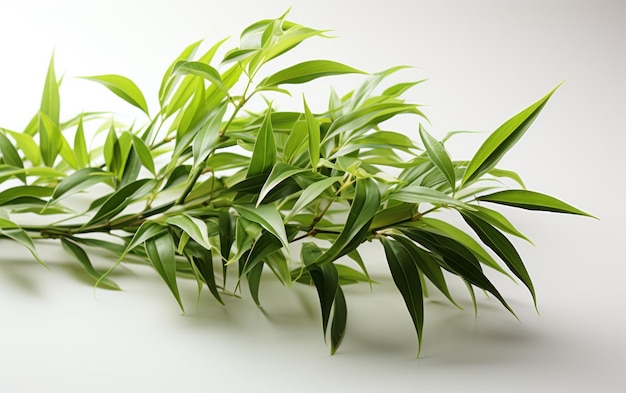 Photo bamboo in white background