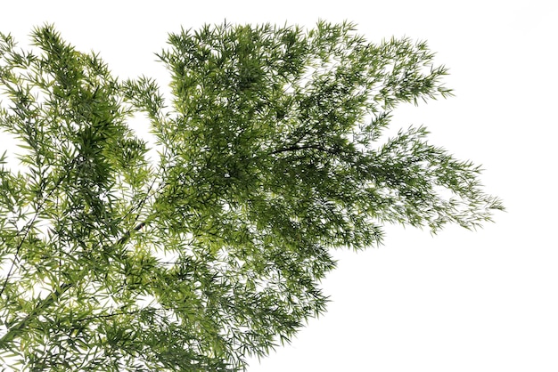 A bamboo with white background