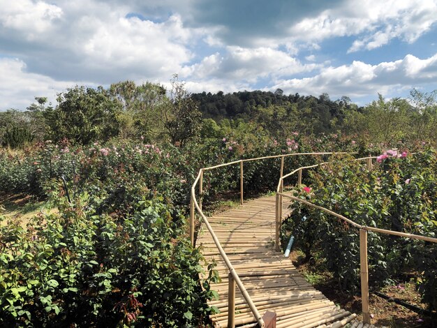 Bamboo wood bridge walkway on rose flower