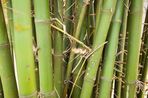 Bamboo.