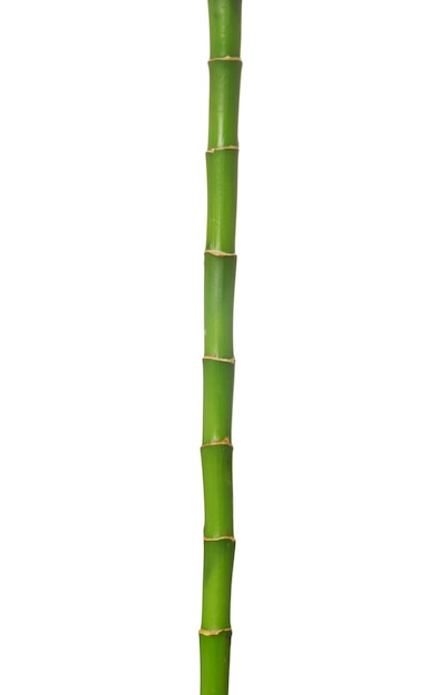 Foto bamboo