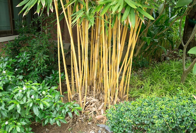 Foto bamboo