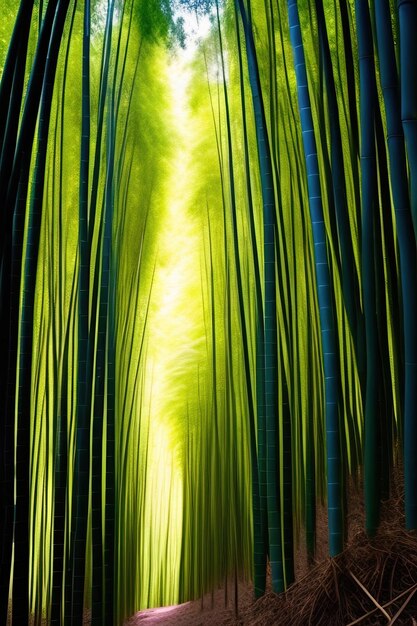 Photo bamboo