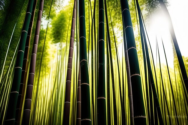 Bamboo