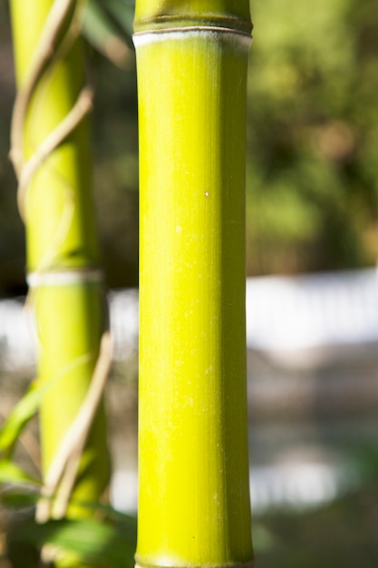 竹林。竹の茎のクローズアップ、竹林の緑の幹