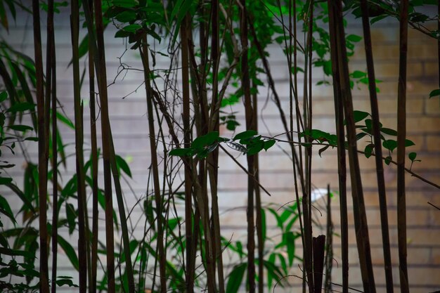 Bamboos growing against brick wall