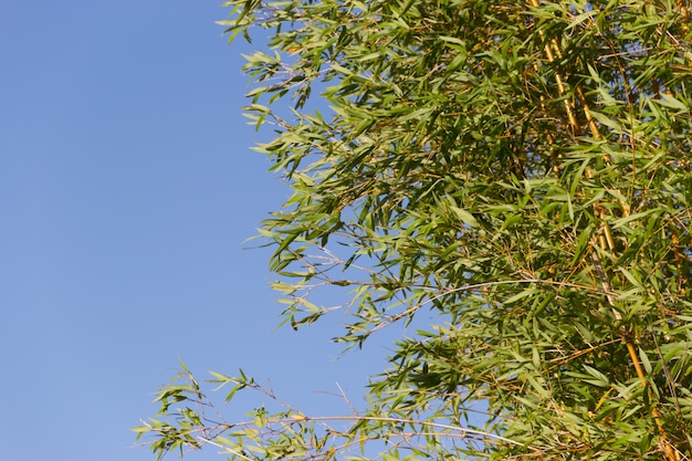 bambu cane on the banks of the river 