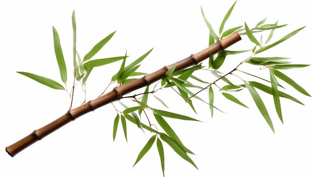 Bambu takken geïsoleerd op witte achtergrond