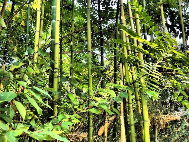 Bambusa-bamboe is een geslacht van overblijvende groenblijvende planten in de Poaceae-familie van granen uit de onderfamilie Bambuseae Tropische en subtropische gebieden van Azië vochtige tropen Houtachtige stengels van bamboestro